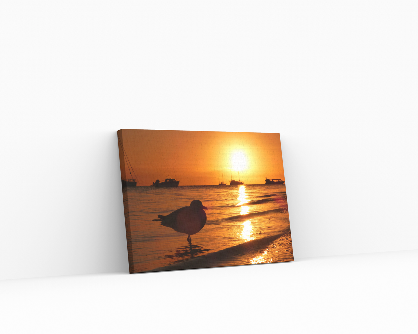 Australian Seagull Canvas