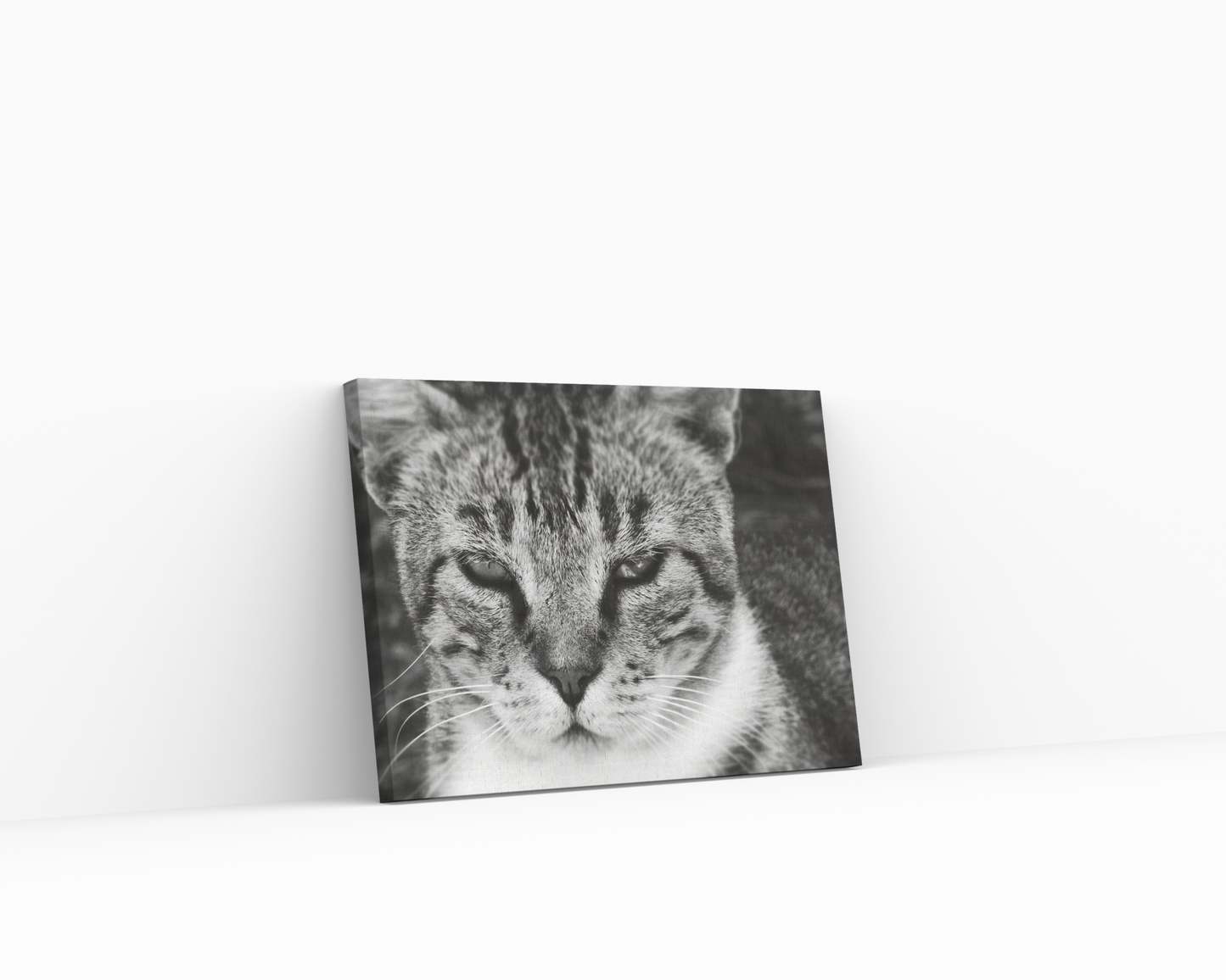 Black and White Cat Canvas