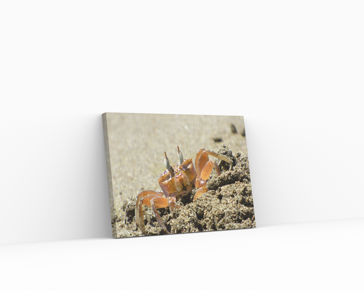 Crab in the Sand Canvas