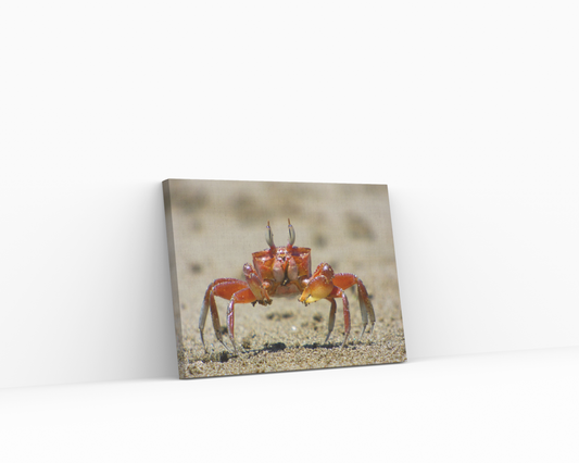 Crab Watching Canvas